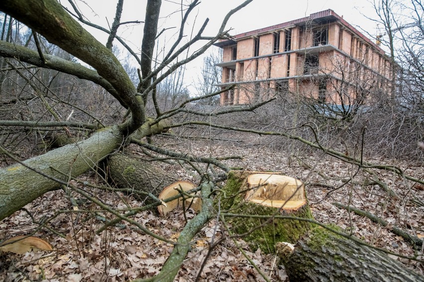Wycinka w Małopolsce sięgnęła lasów, władze straciły...