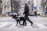 Z Ukrainy do Poznania po oczy. Poruszająca historia Sergeya i jego psich towarzyszy 