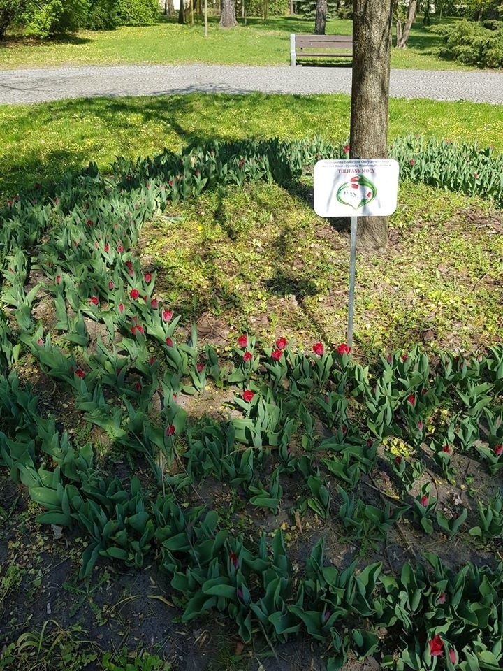 Tulipany Mocy już kwitną. Dzieci z dystrofią mięśniową potrzebują naszego wsparcia. Każdy możne pomóc wirtualnie!