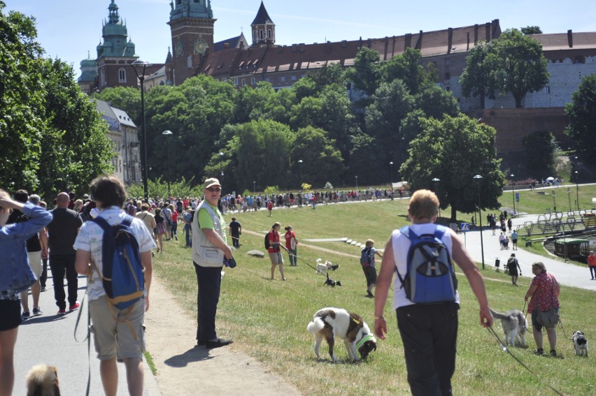 Kraków. Adoptowane zwierzaki przemaszerowały przez miasto [ZDJĘCIA]