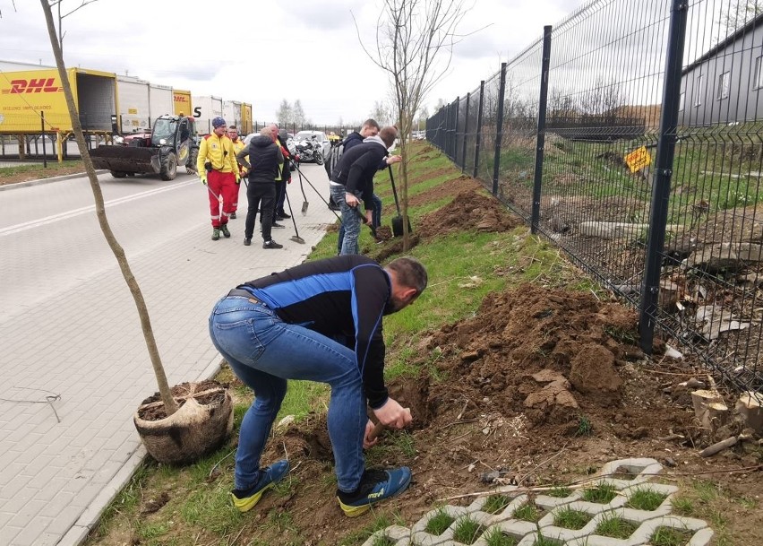Akcja sadzenia drzew w Świebodzinie z okazji Światowego Dnia...