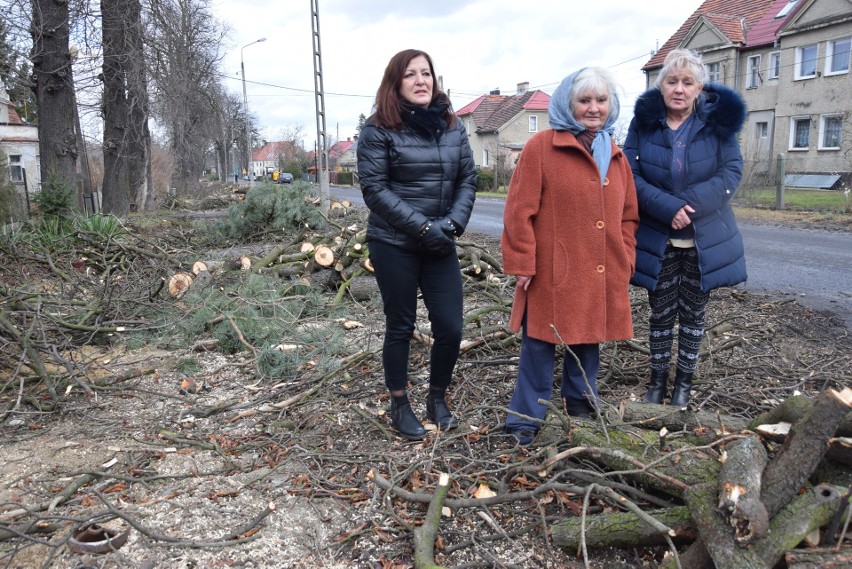 W Goświnowicach koło Nysy aleja starych kasztanowców idzie pod topór, bo będzie nowa droga