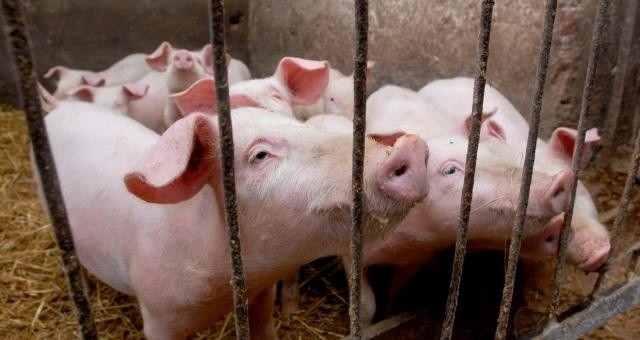 Naukowcy chcą hodować w ciele świni ludzkie organy do przeszczepów Kalifornijscy naukowcy chcą hodować w świńskim ciele ludzkie narządy do przeszczepów