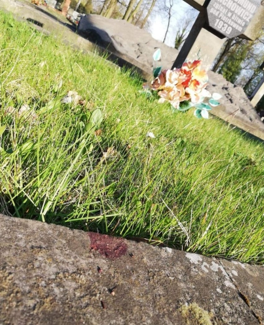 Dzik na cmentarzu w Piotrkowie: skarga na powiatowego lekarza weterynarii w Piotrkowie za decyzję o zabiciu dzika