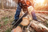 Boom na drewno opałowe trwa. Jak pozyskiwać surowiec z terenów Lasów Państwowych? 