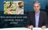 WIADOMOŚCI ECHA DNIA. Mróz spustoszył nasze sady i plantacje. Gdzie po pomoc? 