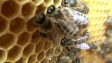 Co nam dają pszczoły? Co stałoby się, gdyby ich zabrakło?