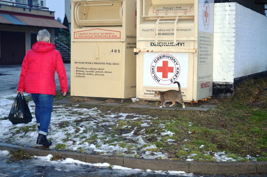 Oni mają wielkie serce do kotów. W Bytowie działają...