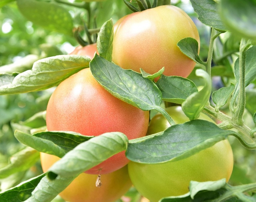 Romanowi Oleszkowiczowi urosły pomidory-olbrzymy. Ważą nawet po 620 gramów, choć bywają też większe. W sam raz na zupę dla rodziny