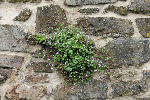 Cymbalaria to niezwykła roślina, która może rosnąć nawet w szczelinach murów.