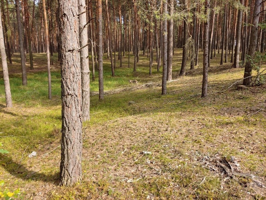 Przypomnijmy, że wilki już od kilku lat pojawiają się w...