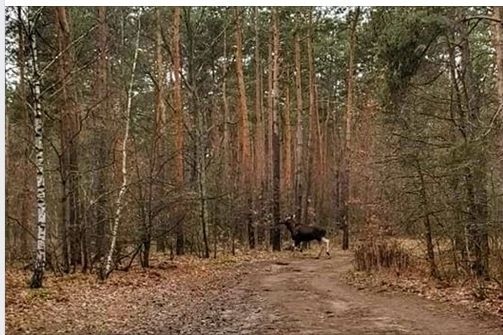 W lasach pod Daleszycami można coraz częściej spotkać łosie.