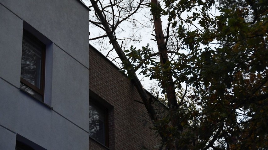 Potężne drzewo spadło na apartamentowiec w Dąbrowie! Wichura nad powiatem kieleckim i potężne straty - RAPORT (WIDEO, ZDJĘCIA) 