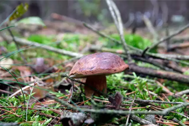 Podgrzybki to popularne grzyby. Niektóre gatunki rosną nie tylko w lasach, ale też parkach.