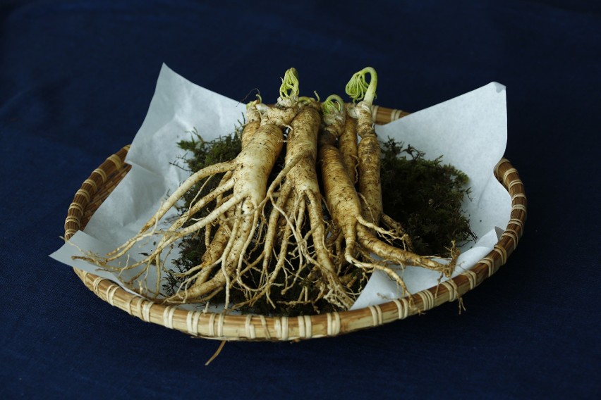 Żeń-szeń - jedna z najdłużej znanych roślin leczniczych