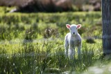 Pogoda na Wielkanoc 2019. Sprawdź długoterminową prognozę pogody na święta wielkanocne! [11.04.2019]