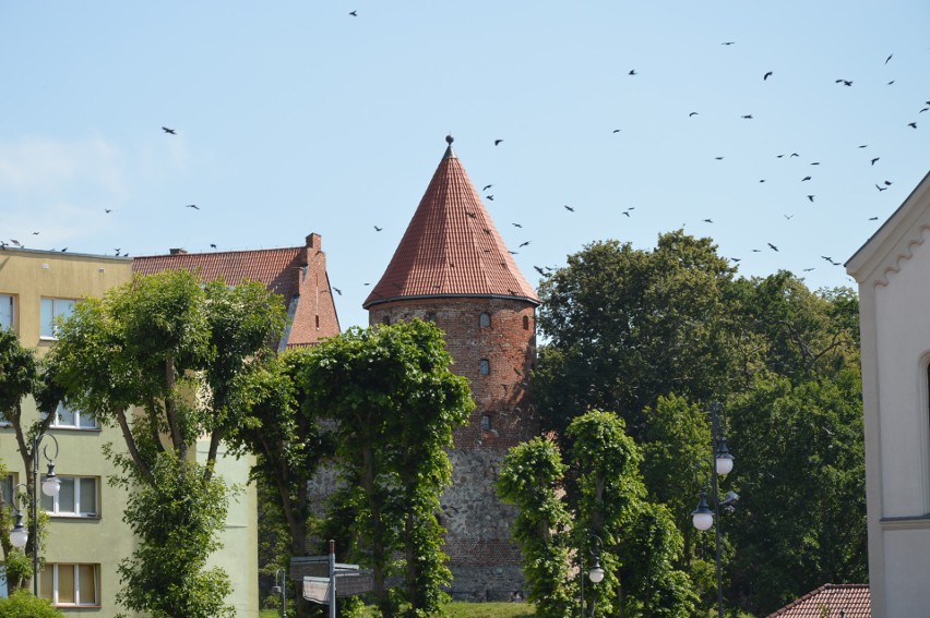 Były ich setki i nagle nad głową zrobiło się ciemno. Tak...