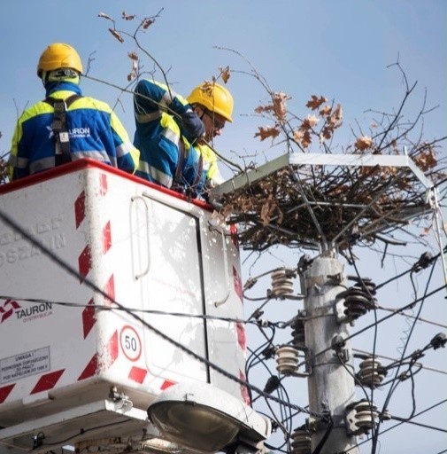 Podhale. Bocian przyleciał na twoje podwórko? Zadzwoń do Zakładu Energetycznego