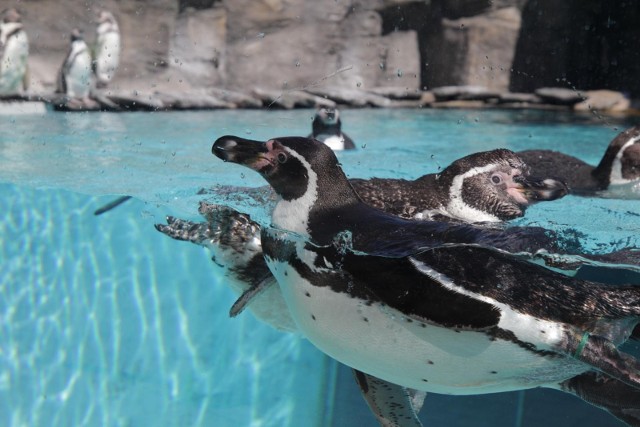 Światowy Dzień Pingwina został ustanowiony na cześć powracających z oceanu do swoich terenów lęgowych ptaków. Obchodzimy go 25 kwietnia.