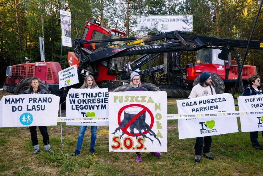 Blokada wycinki drzew w Puszczy Białowieskiej