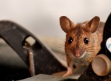 Myszy to małe, ale zwinne gryzonie. Mogą spustoszyć ogród. Nie każdy lubi je mieć. Zobacz, czy da się je wypłoszyć