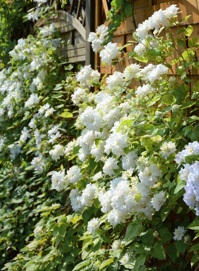 Clematis, zwany też powojnikiem z białymi kwiatami.