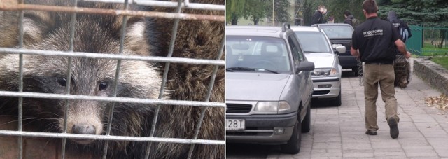 Jenot biegał po ulicach Stargardu. W końcu dał się złapać i trafił do klatki.