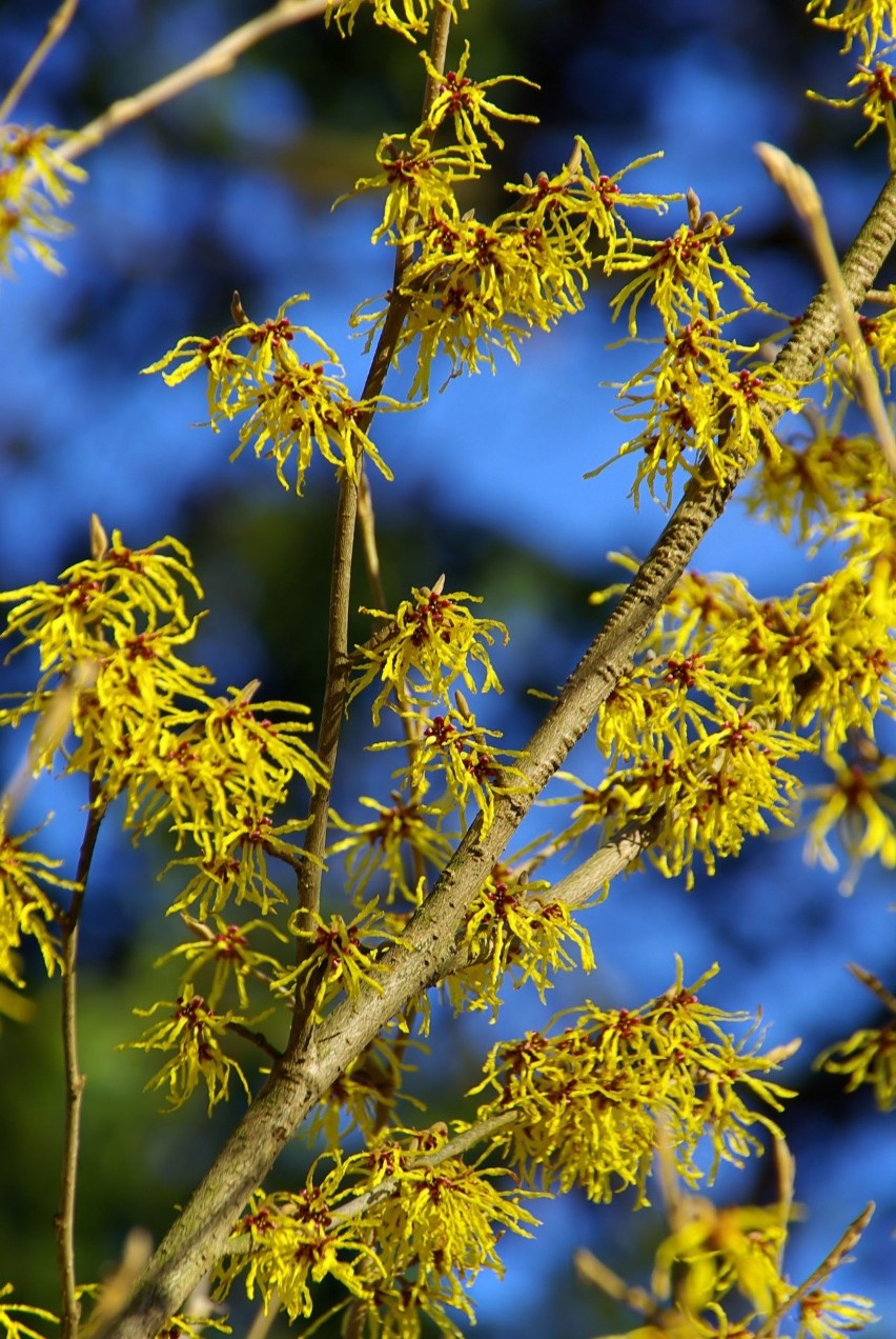 Oczar (Hamamelis)...