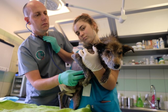 W Medyce pod Przemyślem w jednym z wagonów towarowych znaleziono psa. Był w bardzo złym stanie. Pies trafił do lecznicy dla zwierząt "Ada".