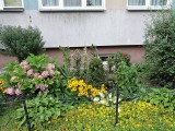 Ostrołęka. Masz balkon pełen kwiatów lub piękny ogród? Zgłoś go do konkursu „Miejsce przyjazne pszczołom w mieście Ostrołęka w 2019 roku”