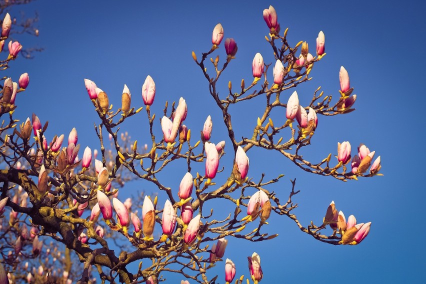 Kwitną już magnolie
