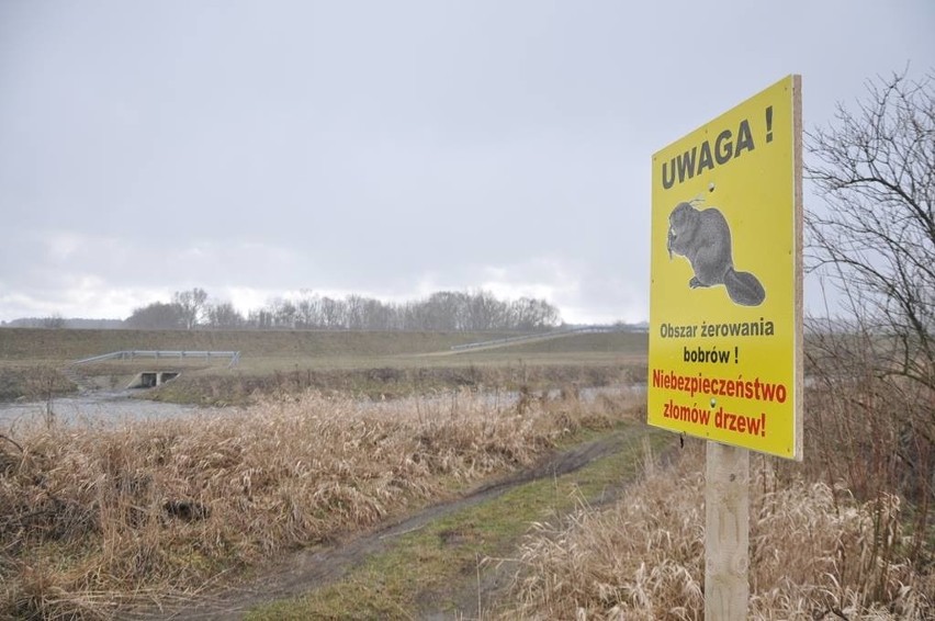 Bobry podgryzają Częstochowę. Zobaczcie, gdzie już...