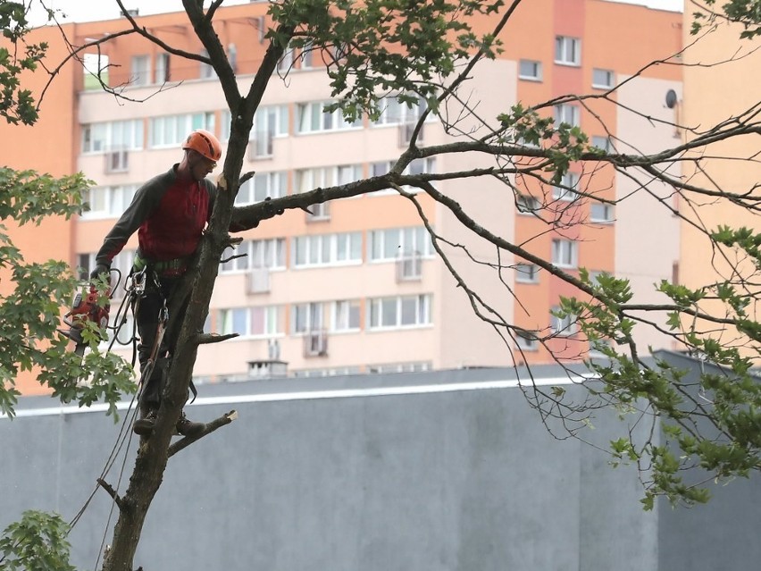 Rzeź drzew na Pomorzanach. Kolej tłumaczy to troską o podróżnych 