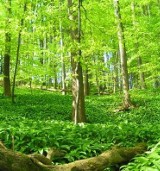 Włączenie lasu między krajową 6 a 11 do strefy ekologicznej sparaliżuje inwestycje w Koszalinie? Koszalińscy radni o projekcie Natura 2000