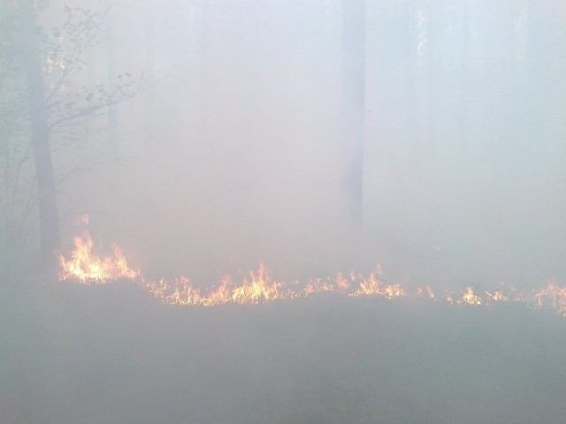 9 czerwca 2018 roku o godzinie 17.59 dyżurny Stanowiska Kierowania komendanta powiatowego Państwowej Straży Pożarnej w Grajewie otrzymał zgłoszenie o pożarze lasu w okolicach miejscowości Sojczyn Borowy gm. Grajewo. Był to pierwszy pożar w Leśnictwie Podlasek w tym roku, ale czwarty na przestrzeni kilku tygodni na terenie Nadleśnictwie Rajgród.