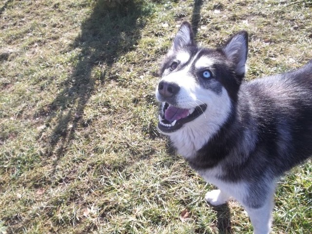 28 lutego spod poczty przy Dworcu PKP w Koszalinie przywieziono suczkę rasy syberian husky.