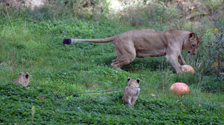 W gdańskim zoo można oglądać 9 lwów