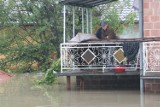 Powódź 2010 roku w gminie Gorzyce. Pierwsza fala - ZOBACZ ZDJĘCIA. Część 2