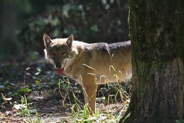 Spotkania z wilkami są niezwykle rzadkie, ponieważ wilki odczuwają przed ludźmi naturalny strach. Ostatnio były jednak widziane w okolicach szkoły w Szerzawach