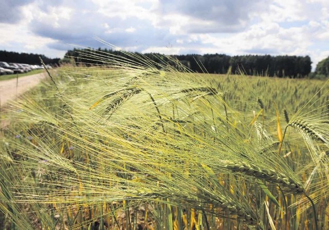 Pamięta tę olbrzymią dzieżę, w której wyrabiała ciasto i wielką jak tarcza słoneczna, drewnianą łopatę do wsadzania chleba do pieca.