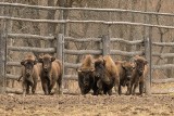 Dziś bieszczadzkie żubry dotrą do Bułgarii. To cztery samice i dwa samce w różnym wieku [ZDJĘCIA]