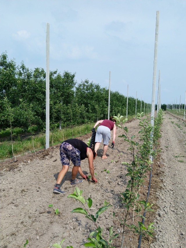 Szczególnie w okresie letnim na tereny sadownicze powiatu grójeckiego pracownicy ze wschodnich terenów Europy przybywają dużymi falami.