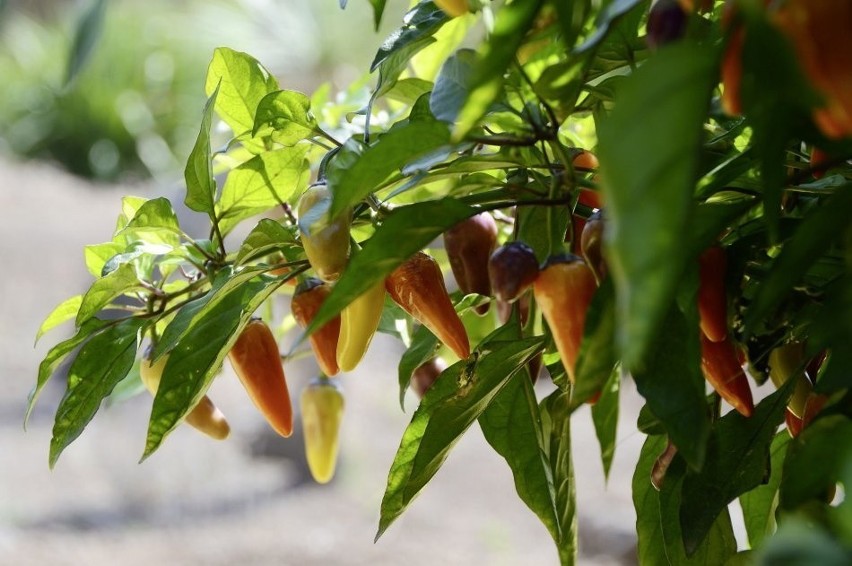 Jednymi z popularniejszych gatunków chili jest jalapeño. Jej...
