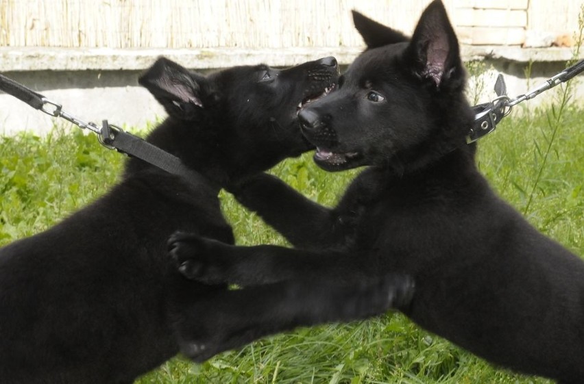 Żeby Bary i Kato dołączyły do grupy psów służbowych straży...