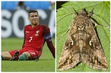 To błyszczki jarzynówki przeszkadzały podczas finału Euro. Tłumaczy wrocławski naukowiec