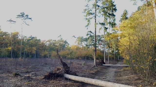 Lasy zagrożone wycinką w Poznaniu.