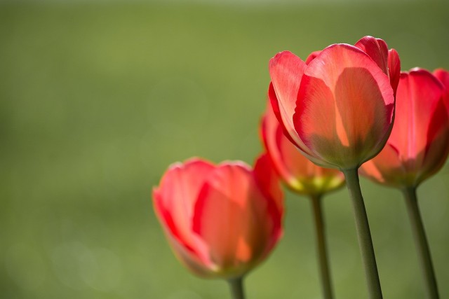 Aby tulipany bujnie kwitły, potrzebna jest odpowiednia pielęgnacja. Zobacz najskuteczniejsze sposoby na piękne tulipany. Szczegóły w galerii.