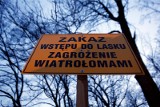 Nadleśnictwo Kolumna. Wstęp do lasu wciąż zakazany 