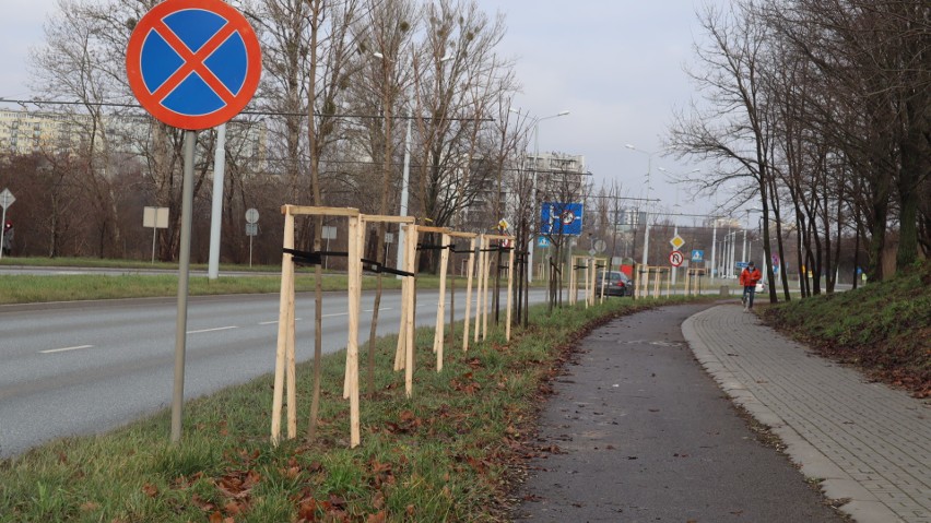 Przy ul. Filaretów w Lublinie będzie bardziej zielono. Miasto chwali się nowymi nasadzeniami drzew