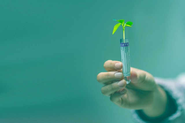Nowe techniki genomowe mogą pomóc w opracowaniu odmian roślin odporniejszych na szkodniki, choroby, suszę, szoki temperaturowe i inne zmiany klimatu.